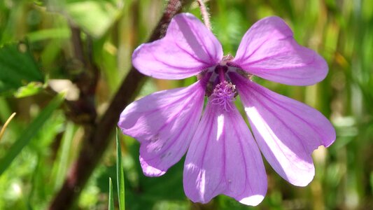 Clematis flower spring