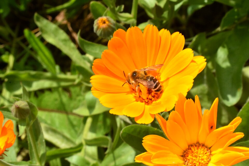 Bee insect pollination