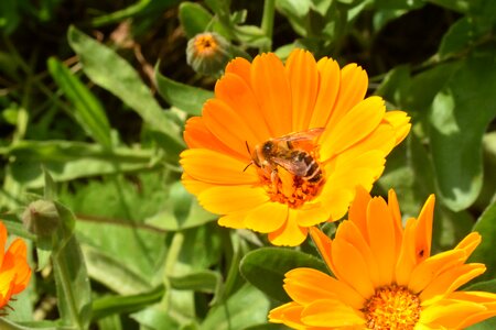 Bee insect pollination photo