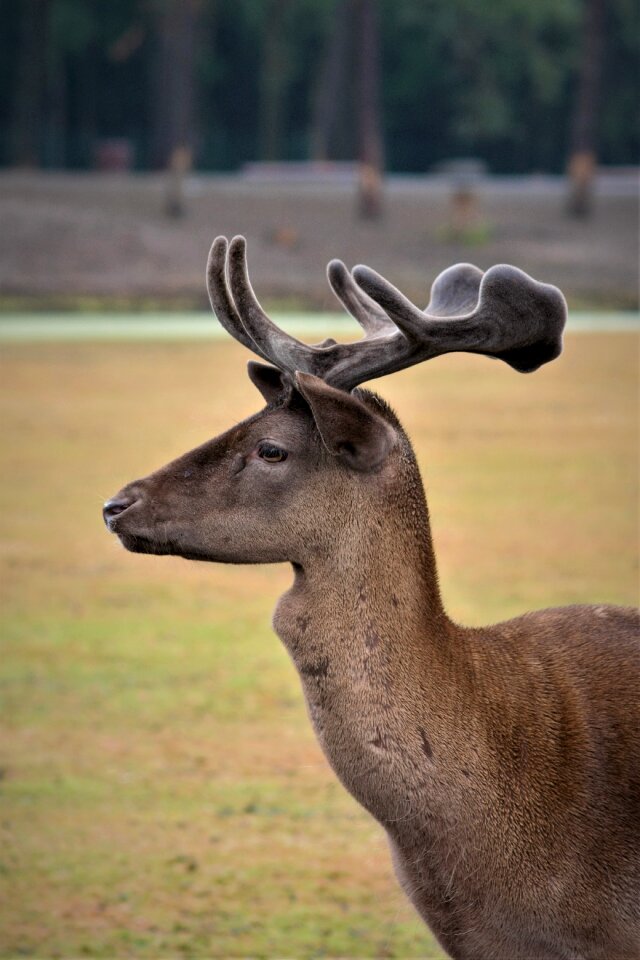 Animal world mammal nature