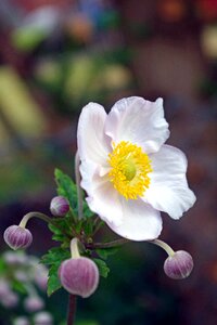Garden flower blossom