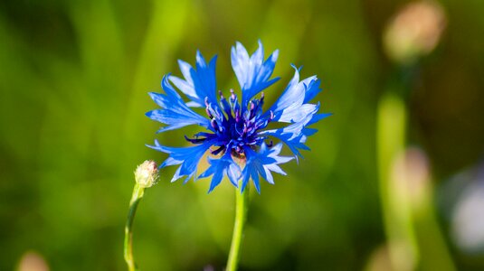 Blue blue flowers field
