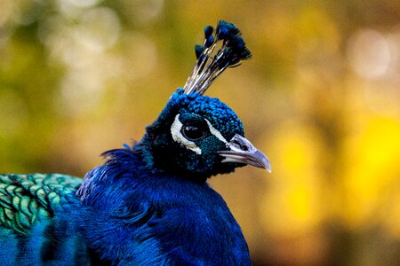 Nature plumage pride