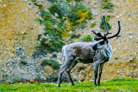 Caribou alaska denali national park