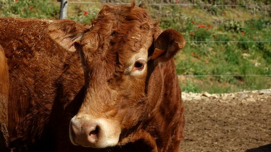 Heifer cow Free photos