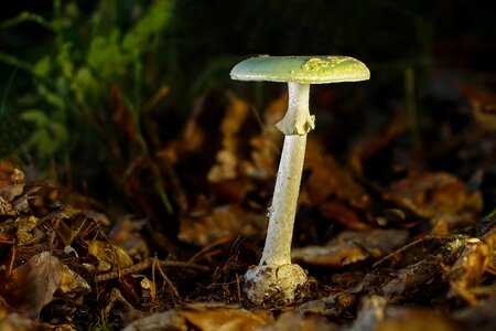 Mushroom toxic toadstool