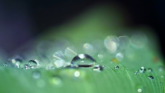 Nature drip dewdrop