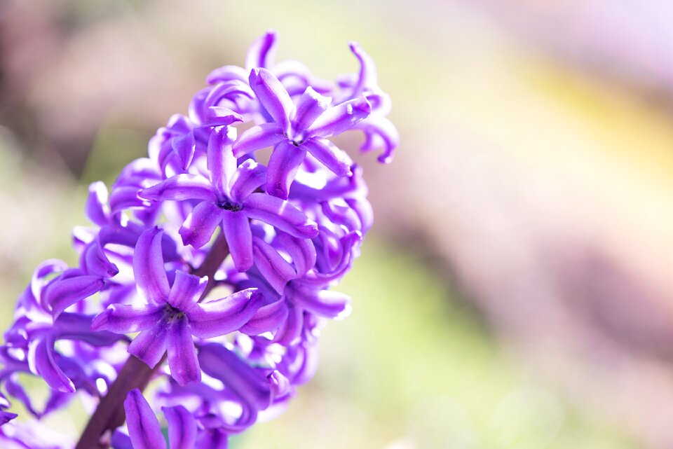 Flower pink flower blossom
