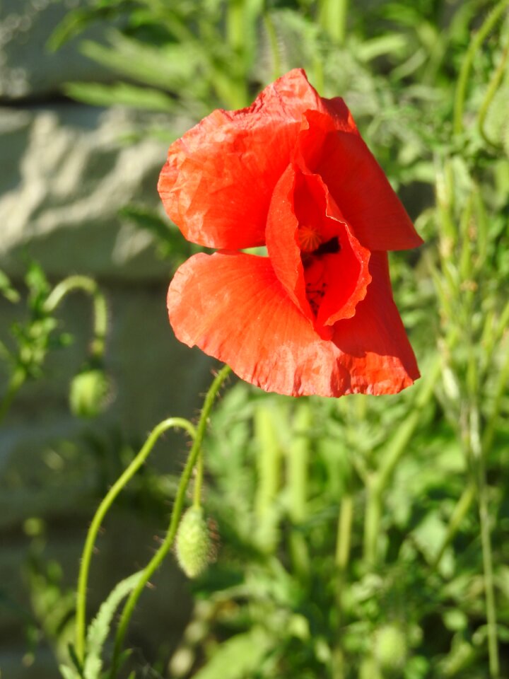 Poppy field meadow field