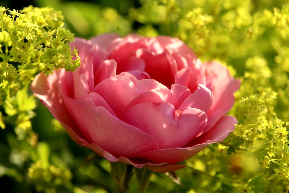 Bloom frauenmantel yellow