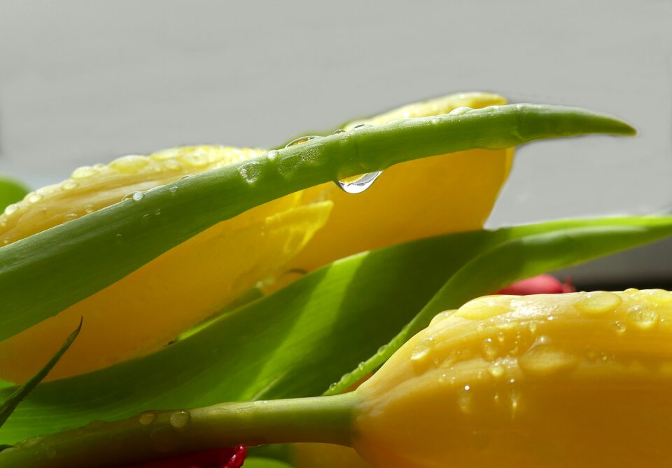 Yellow colorful close up
