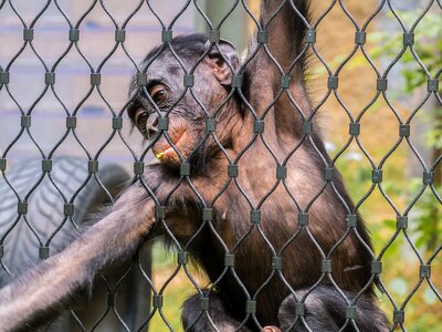 Foraging imprisoned animal