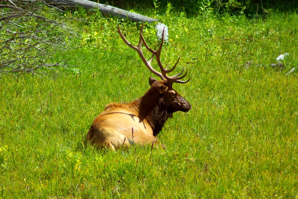 Bull rocky mountain - Free photos on creazilla.com