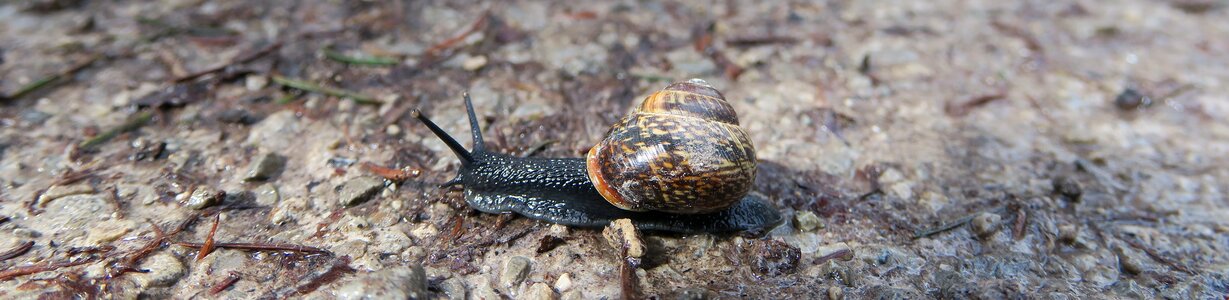 Black nature animal