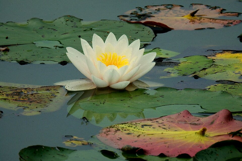 Nature pond flora