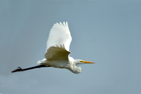 White bird nature indian bird