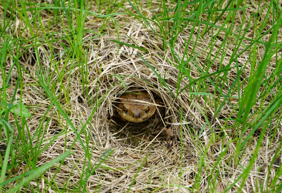 Amphibians spring animal