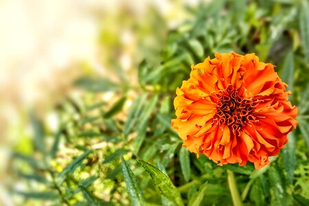 Summer flower garden