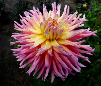 Plant pink bloom