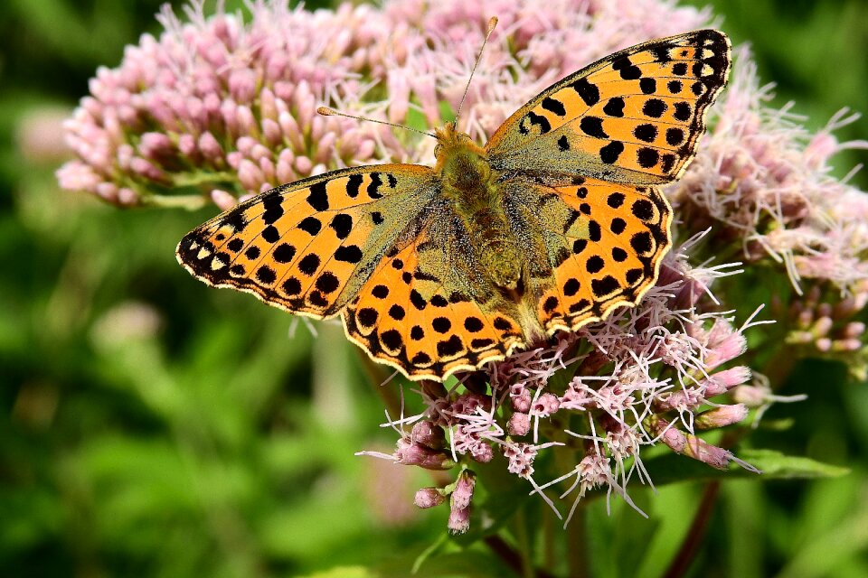 Insect summer wings