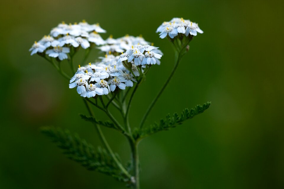Bloom white white blossom