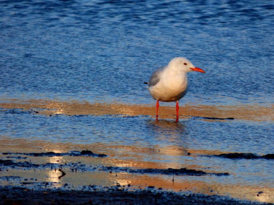Nature wildlife animal