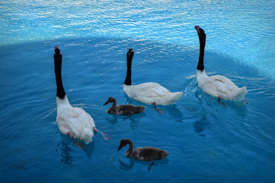 Ducks pond lake