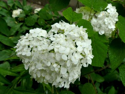Inflorescence summer decorative