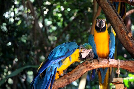 Blue macaw yellow bird