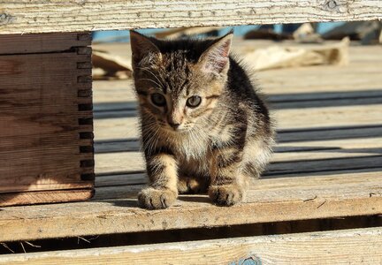 Animal cute feline