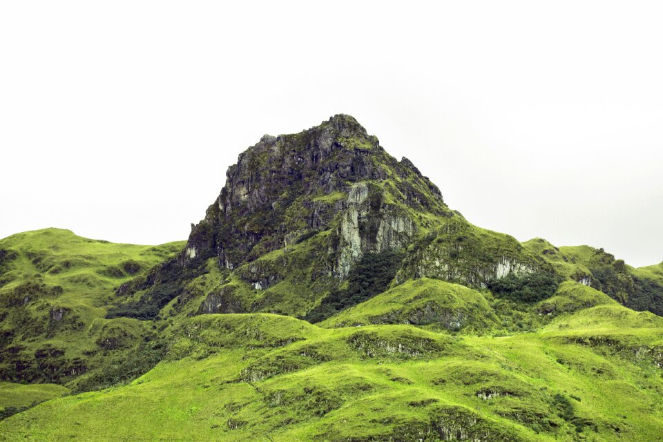 Forest landscape panorama
