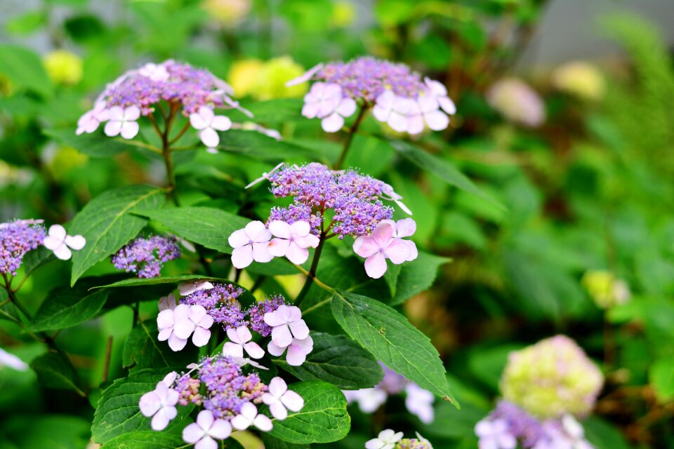Garden summer flowers plant