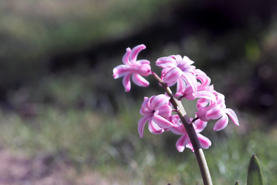 Pink hyacinth pink flower blossom photo