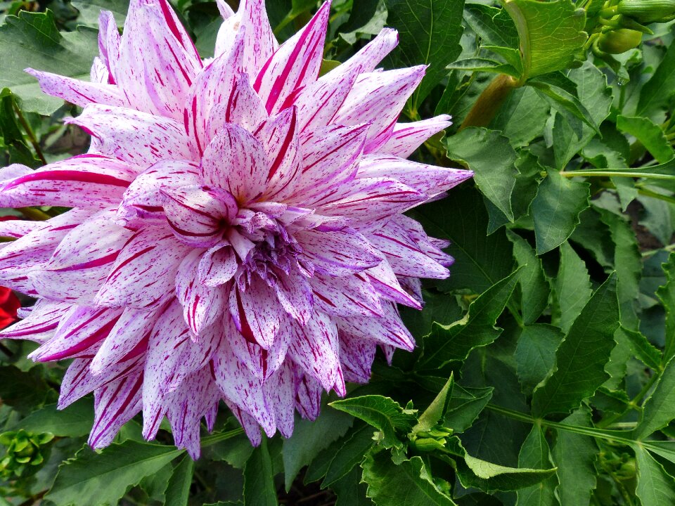Bloom petals summer