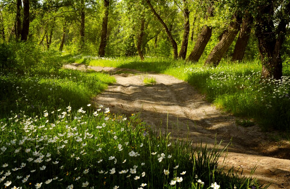 Road blooming nature