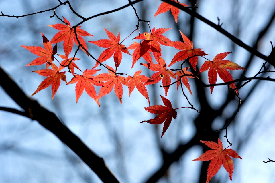Red leaves desktop japan
