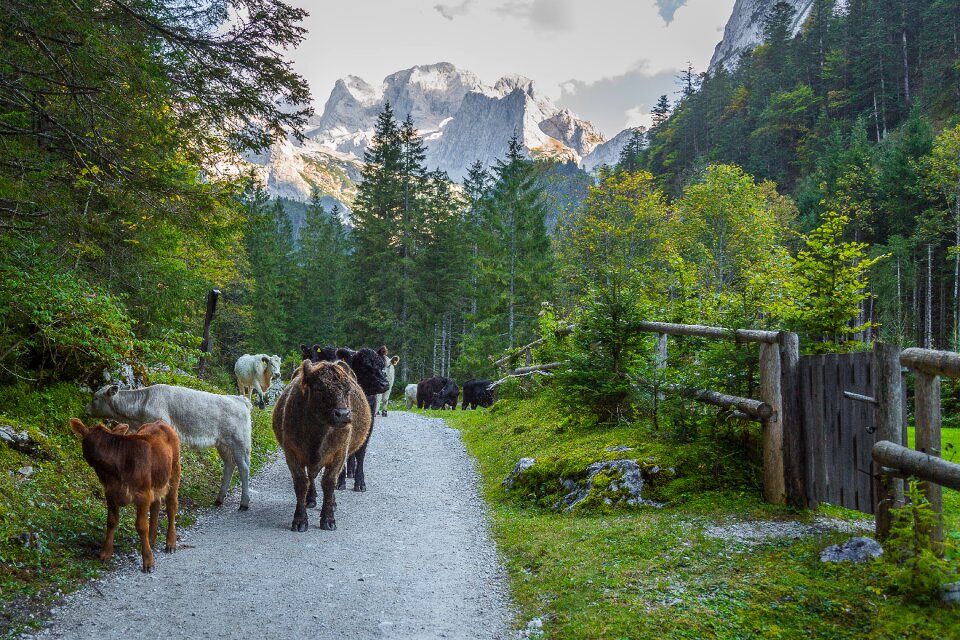 Dachstein mountain landscape alm