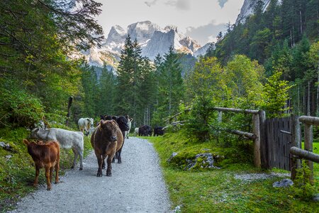 Dachstein mountain landscape alm