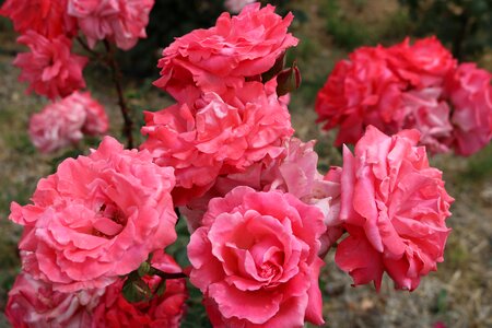 Rose garden Free photos