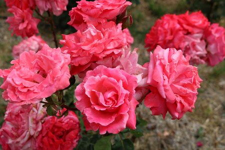 Rose garden Free photos photo