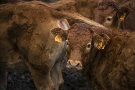 Calf rural area Free photos