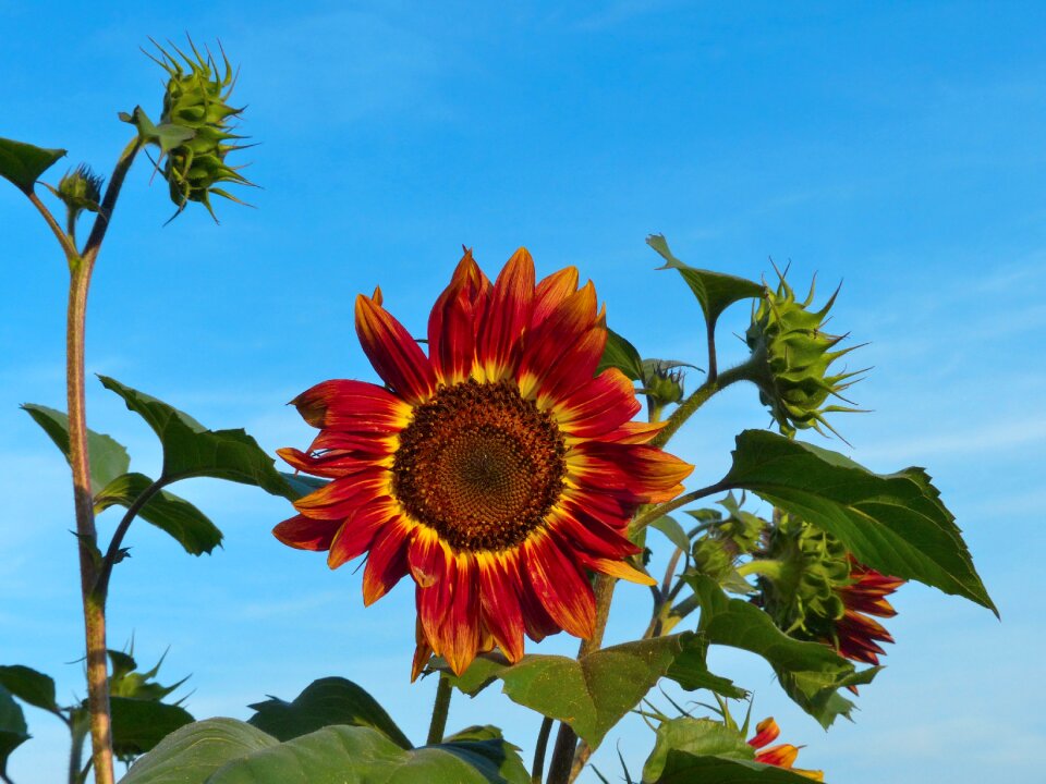 Flower summer beautiful