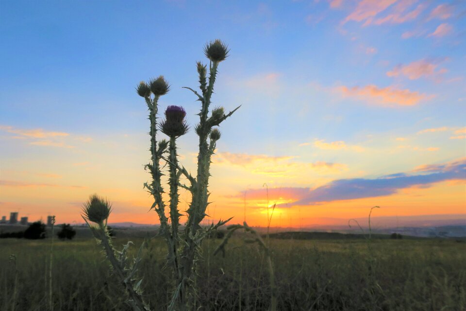 Nature in the evening solar