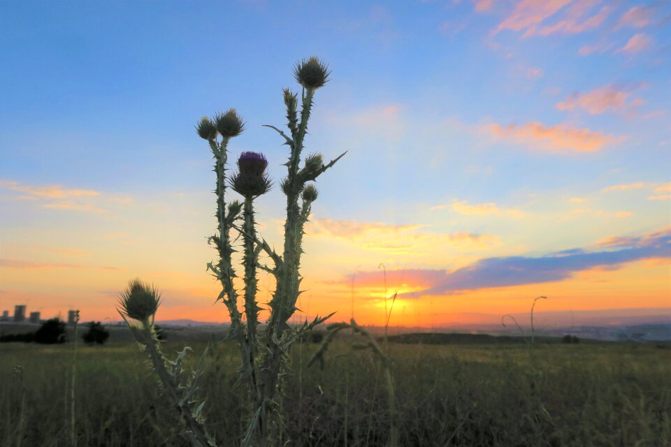 Nature in the evening solar photo