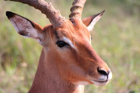 Nature wildlife impala photo