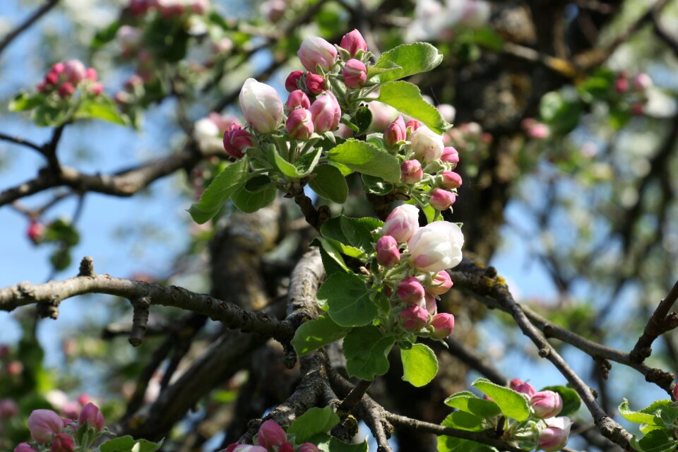 Growth bud apple blossom photo