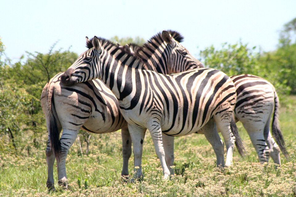 Africa safari nature