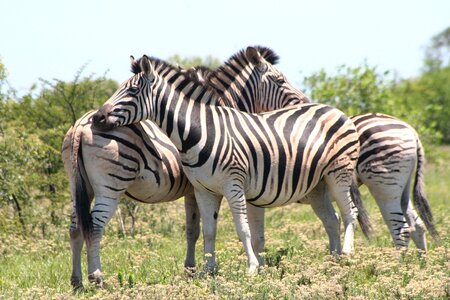 Africa safari nature photo