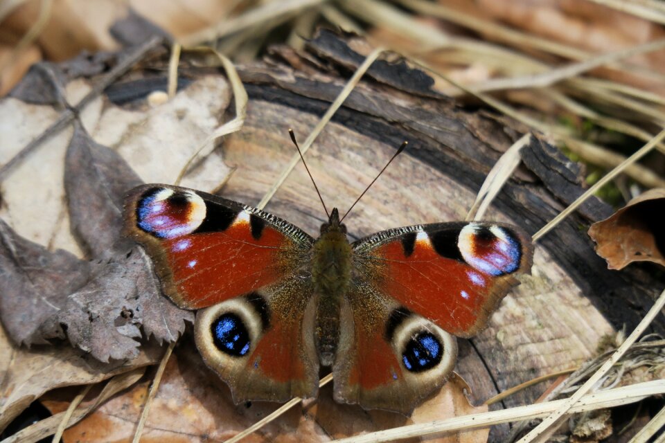 Insect nature animal