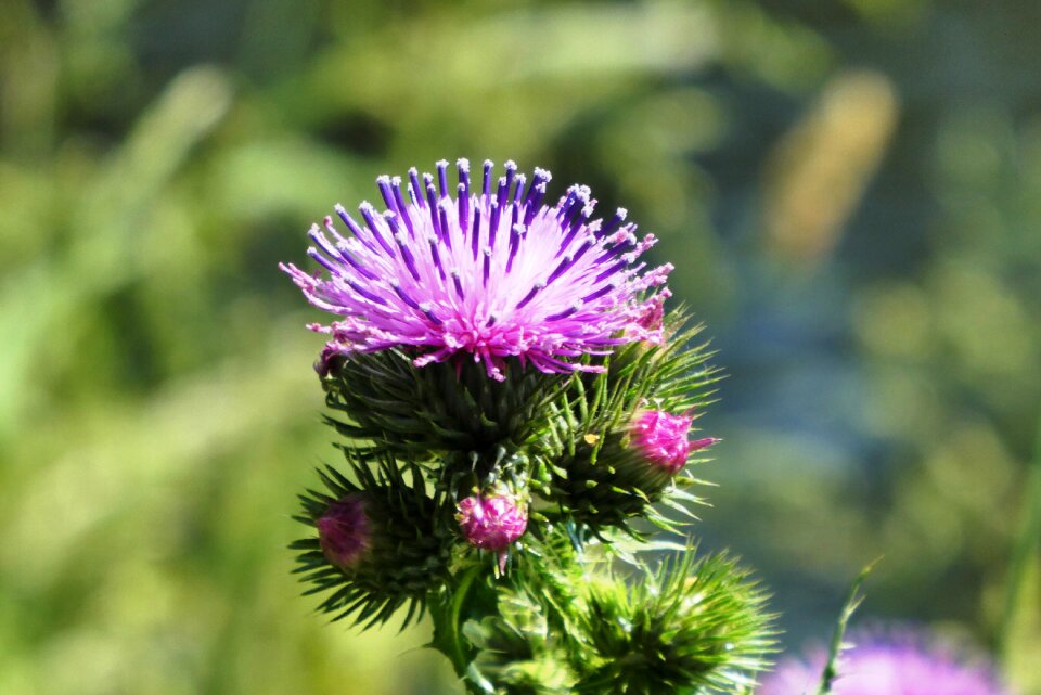 Summer nature bloom